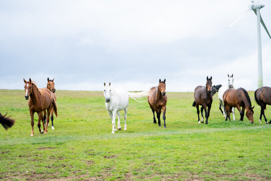mares & foals, horse in field, equestrian, freedom, nature, animal, wildlife, outdoor