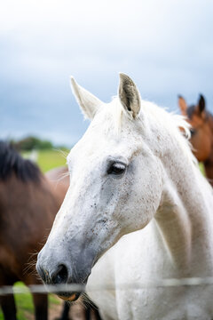 mares & foals, horse in field, equestrian, freedom, nature, animal, wildlife, outdoor