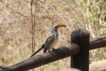 southern yellow billed hornbill © Ian