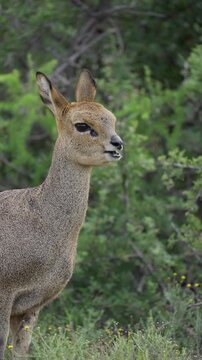 4K 30fps vertical video of a klipspringer (Oreotragus oreotragus) chewing cud in typical Nama-Karoo habitat near Beaufort West, Western Cape, South Africa, showcasing this agile African antelope.