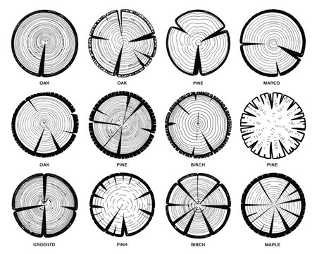 Tree Cross Section Patterns