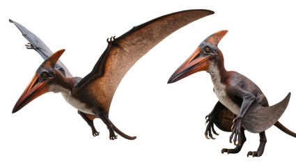 Two Pterodactyls with large wings and beaks one in flight, one standing © Sylas
