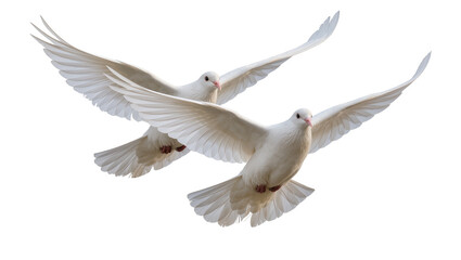 Obraz premium Two white doves flying with wings spread