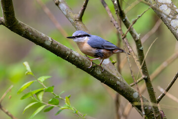 Fototapeta premium Eurasian Nuthatch on a Mossy Spring Branch