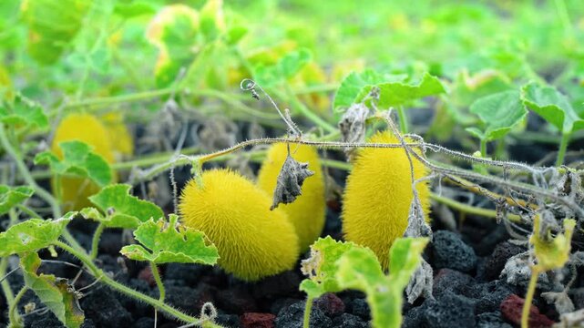Daylight view of yellow wild cucumbers, Isabela Island, Galapagos. Close up shot of spiky fruits and green vines trailing over dark volcanic basalt stones.