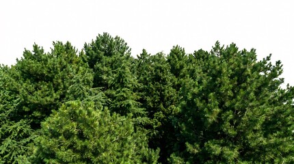 Fototapeta premium Lush Green Pine Tree Canopy Isolated on White Background for Nature Design