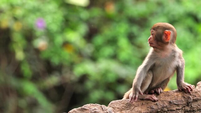 Close up profile view of a cute young rhesus macaque monkey sitting on a rock against a beautiful softly blurred green forest foliage background