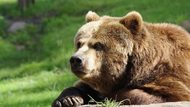 Kamchatka brown bear looking around curious, close portrait of large siberian grizzly predator watching environment on green grass, majestic wild mammal turning head in summer sun, ursus arctos