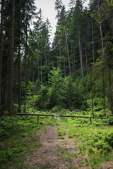 Obraz premium A dirt forest path blocked by a simple wooden log barrier with a 