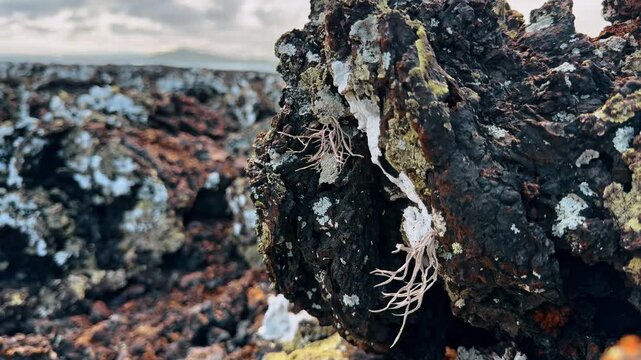 Macro close up of white moss and dry plant fibers on dark porous lava stone under natural light.