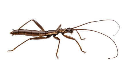 Brown stick insect with long antennae and legs © Rowan