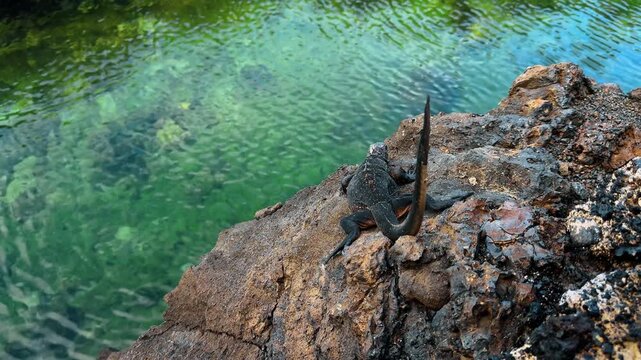 Marine iguana sitting on volcanic rock, Las Tintoreras, Galapagos. Rear view of a black lizard looking down at clear turquoise sea water with small fish visible below.