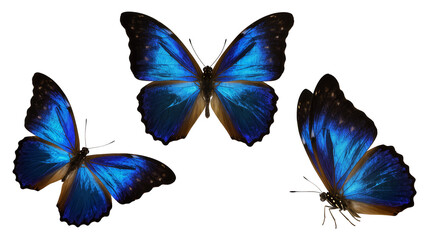Three Blue Morpho Butterflies with Iridescent Wings © Rowan