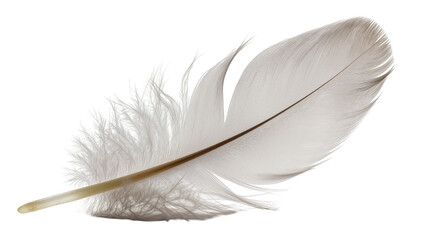 Delicate light grey bird feather with fluffy downy base © Rowan