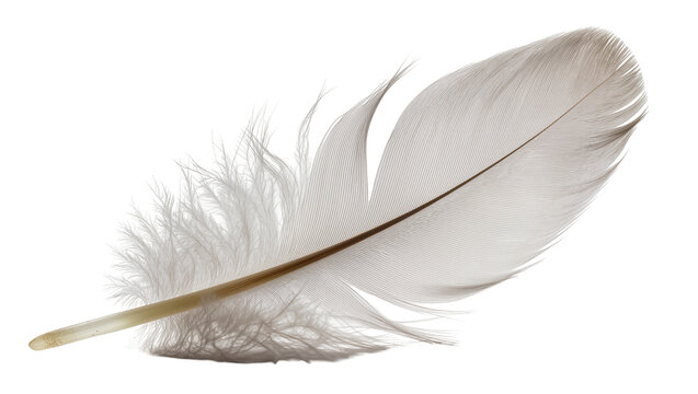 Delicate light grey bird feather with fluffy downy base