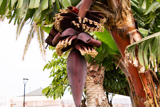 Musa silver bluggoe pertenece a la familia Musaceae.