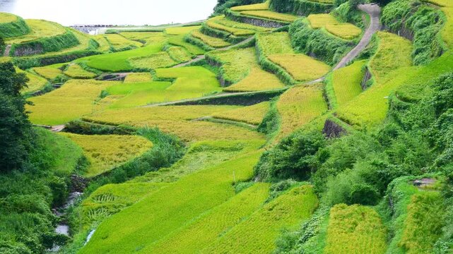 刈り入れ途中の棚田と海と空　佐賀県/浜の浦