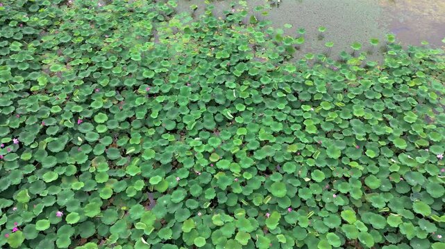 The beautiful scenery of lotus flowers in summer lotus pond