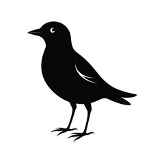 Fototapeta premium Black bird silhouette, vector illustration, animal icon, wildlife symbol