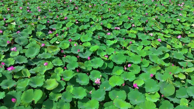 The beautiful scenery of lotus flowers in summer lotus pond