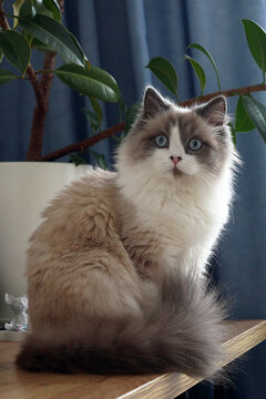 Cute fluffy white and gray cat with blue eyes sitting on a table with bog pot plant at home.