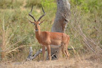 impala antelope in Kruger national park © Ian