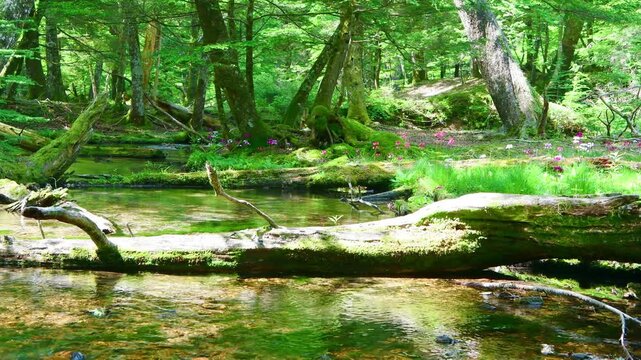 栃木県日光市　奥日光の千手ヶ浜に流れる川とクリンソウ