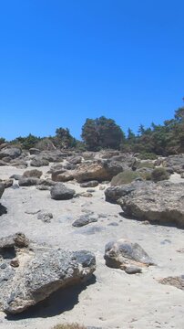 Vertical video panorama of a rocks and juniper cedar trees trees at Kedrodasos Beach in Crete.
