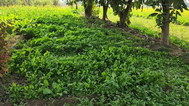 A charming view of nature in a village in Punjab, in which green coriander plants and some sarsaparilla crops are visible.