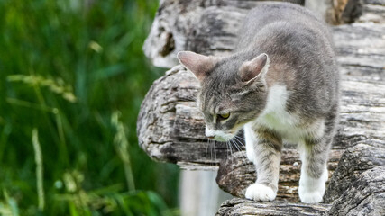 Obraz premium grey and white tabby cat walking carefully on rustic wooden logs