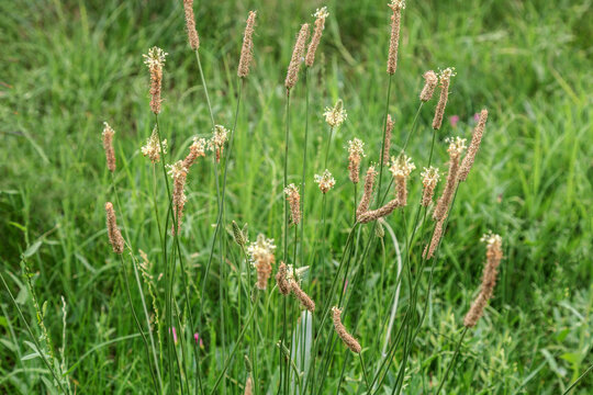 Tall grasses sway gently in a sunlit meadow