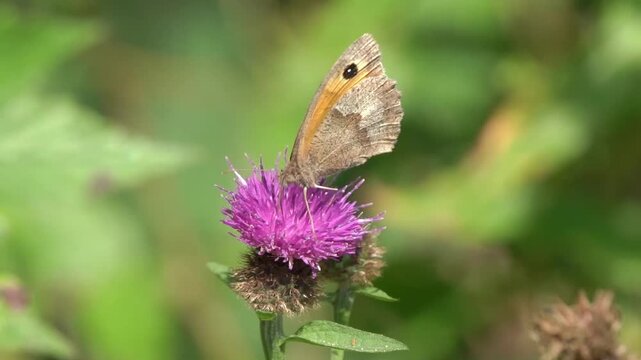Macro close-up of a Meadow Brown butterfly (Maniola jurtina), showcasing its characteristic orange-flushed wings and black eyespots in a natural habitat, butterflies stock video footage clip
