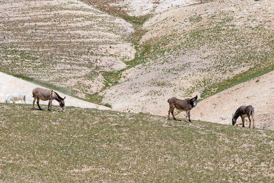 Donkeys grazing in the Spring in the Judean Desert in Israel.
