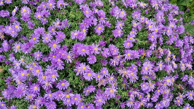 Symphyotrichum (Aster) 'Herfstweelde' (Autumn Wealth) a lavender blue herbaceous perennial summer autumn flower plant commonly known as Michaelmas daisy, gardening video footage