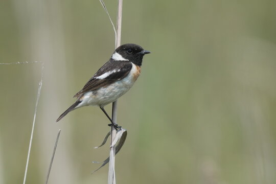 Close-Up of Male Stonechat in Natural Light