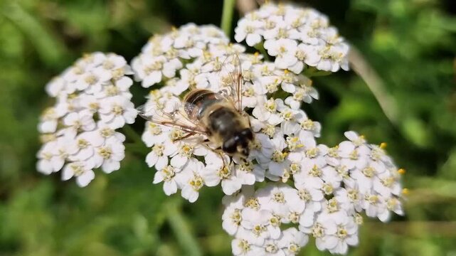 Common drone fly (Eristalis tenax) hoverfly insect perched on white yarrow flowers, feeding and pollinating the plant, outdoor wildlife stock video footage clip