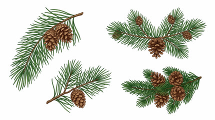 Pine Branches With Cones Detailed Vector Illustration On White Background © All in one