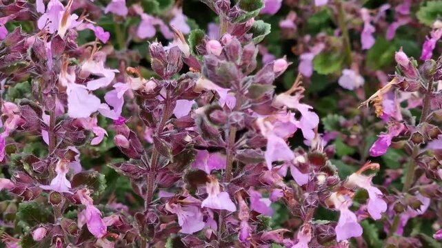 Teucrium x lucidrys a summer flowering evergreen plant with a pink summertime flower commonly known as hybrid germander with a buff-tailed bumblebee (Bombus terrestris), video footage clip