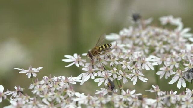 Macro close up of a marmalade hoverfly (Episyrphus balteatus) pollinating white wild carrot flowers, showcasing wasp mimicry, stock wildlife stock video footage clip