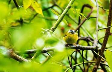 Obraz premium Yellow-green songbird perched on branch in lush forest foliage