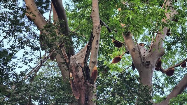 A beehive in a tree produces honey.