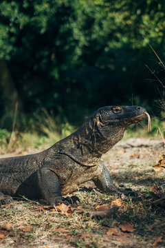 Komodo dragon at Komodo island
