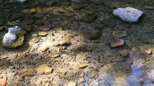 Water Strider Gliding on a Clear Mountain Stream over Rocky Creek Bed in Boulder Colorado 4K