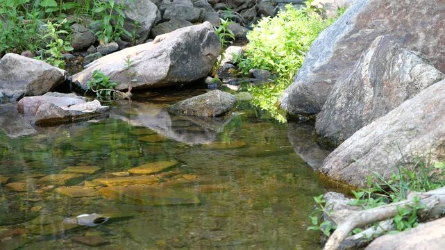 Clear Rocky Creek with Water Striders and Reflections Along Mesa Trail in Boulder Colorado 4K