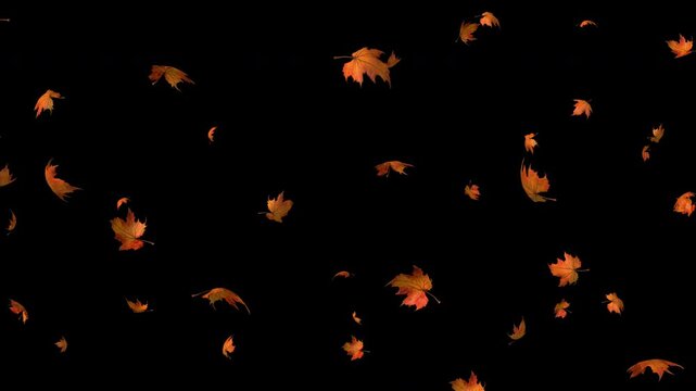 Smoothly falling leaves of different types on a black background. Leaves drifting in different directions. 4K video.