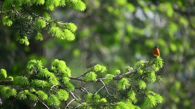 A small Indian Blue Robin sits gracefully on a pine branch surrounded by lush greenery and a beautifully blurred forest background.
