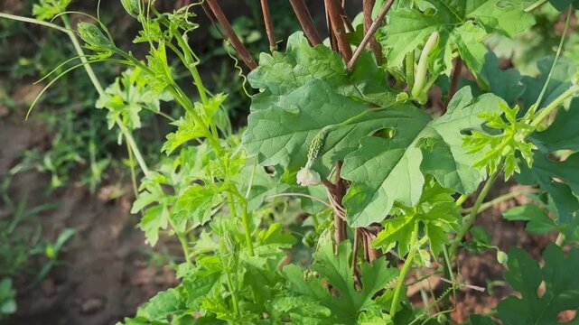 Camera orbiting around a young bitter gourd fruit developing on a healthy vine, surrounded by green leaves and curling tendrils in a cultivated farm during the early growth stage.