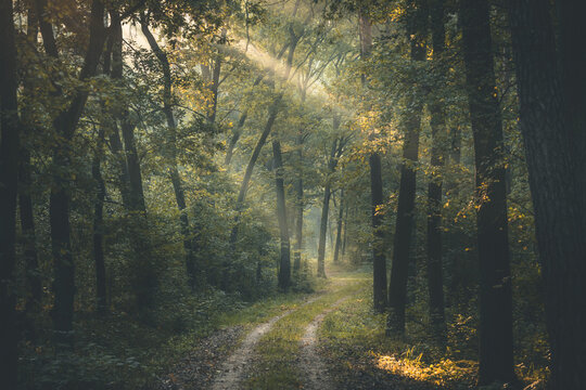 View of a dirt path winding through Kampinos National Park with sunbeams filtering through the dense green trees Wojewodztwo mazowieckie, Poland.