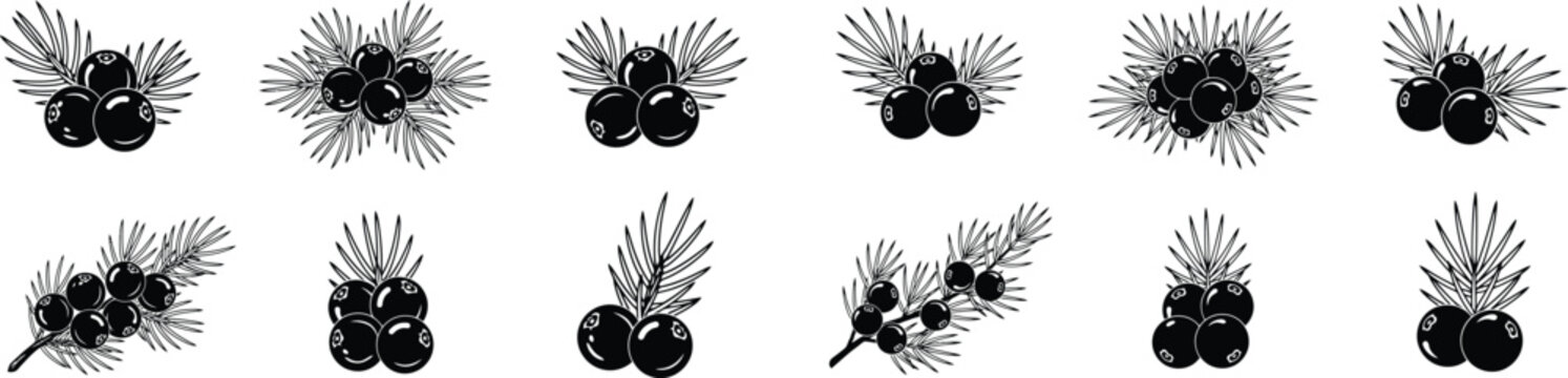 Collection of black botanical juniper berry icons with coniferous evergreen leaves for natural ingredient.