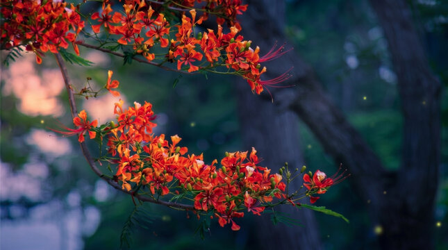 Stunning magical twilight background with vibrant Royal Poinciana flowers blooming under an enchanted evening sky with glowing fireflies.